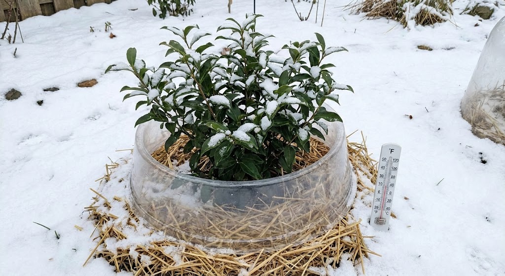 Camellia sinensis vs