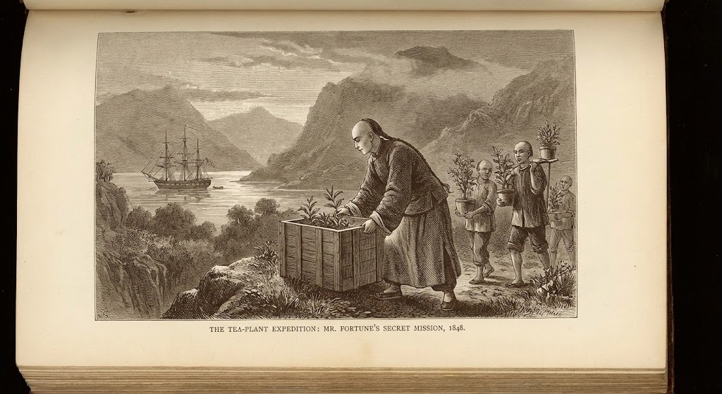 Robert Fortune in Chinese disguise with tea plants and processing equipment