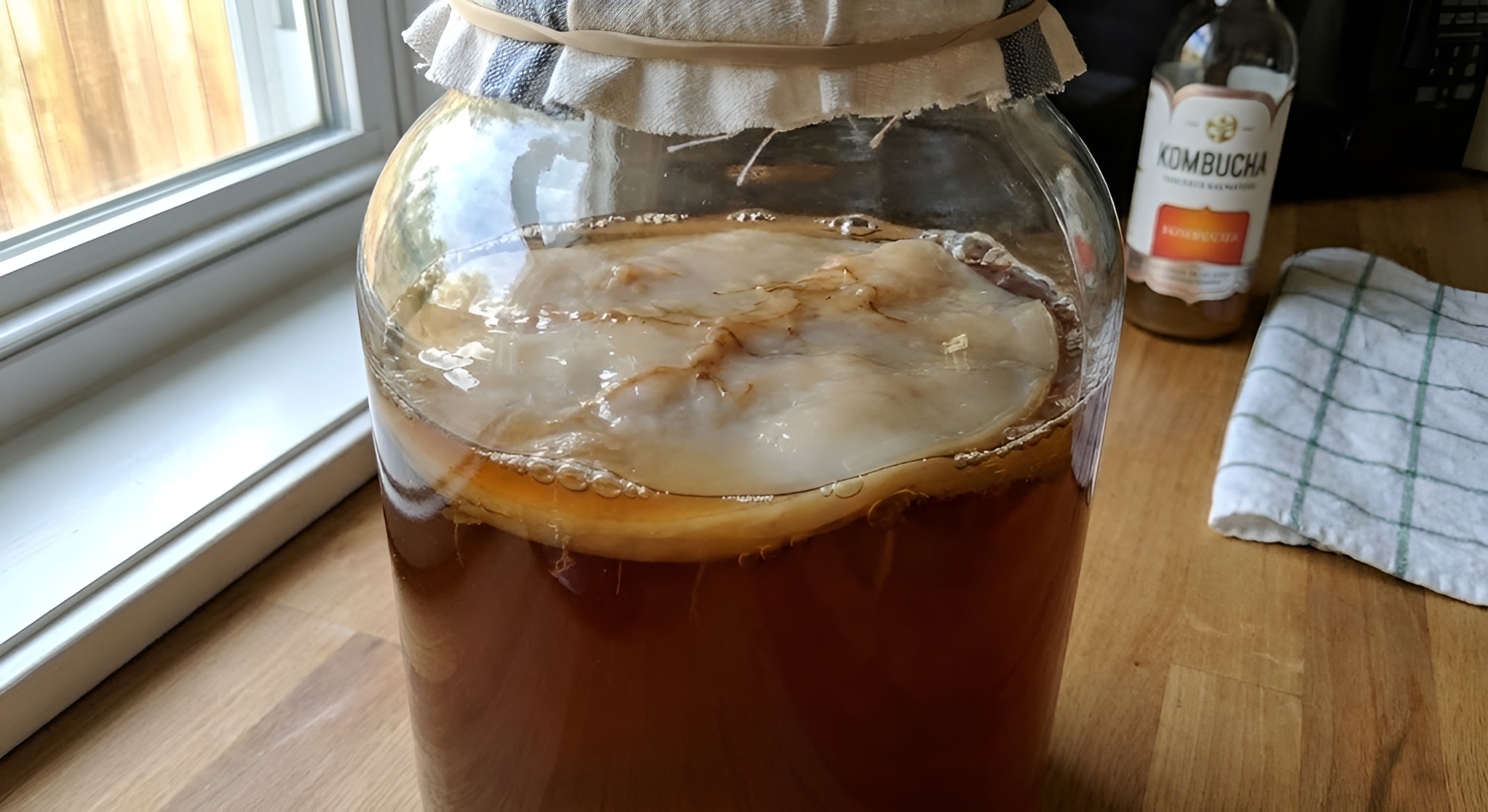 A healthy SCOBY floating in a jar of fermented black tea.