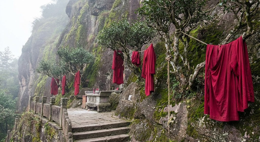 ancient da hong pao mother bushes on Wuyi cliff with red fabric ceremonial robes