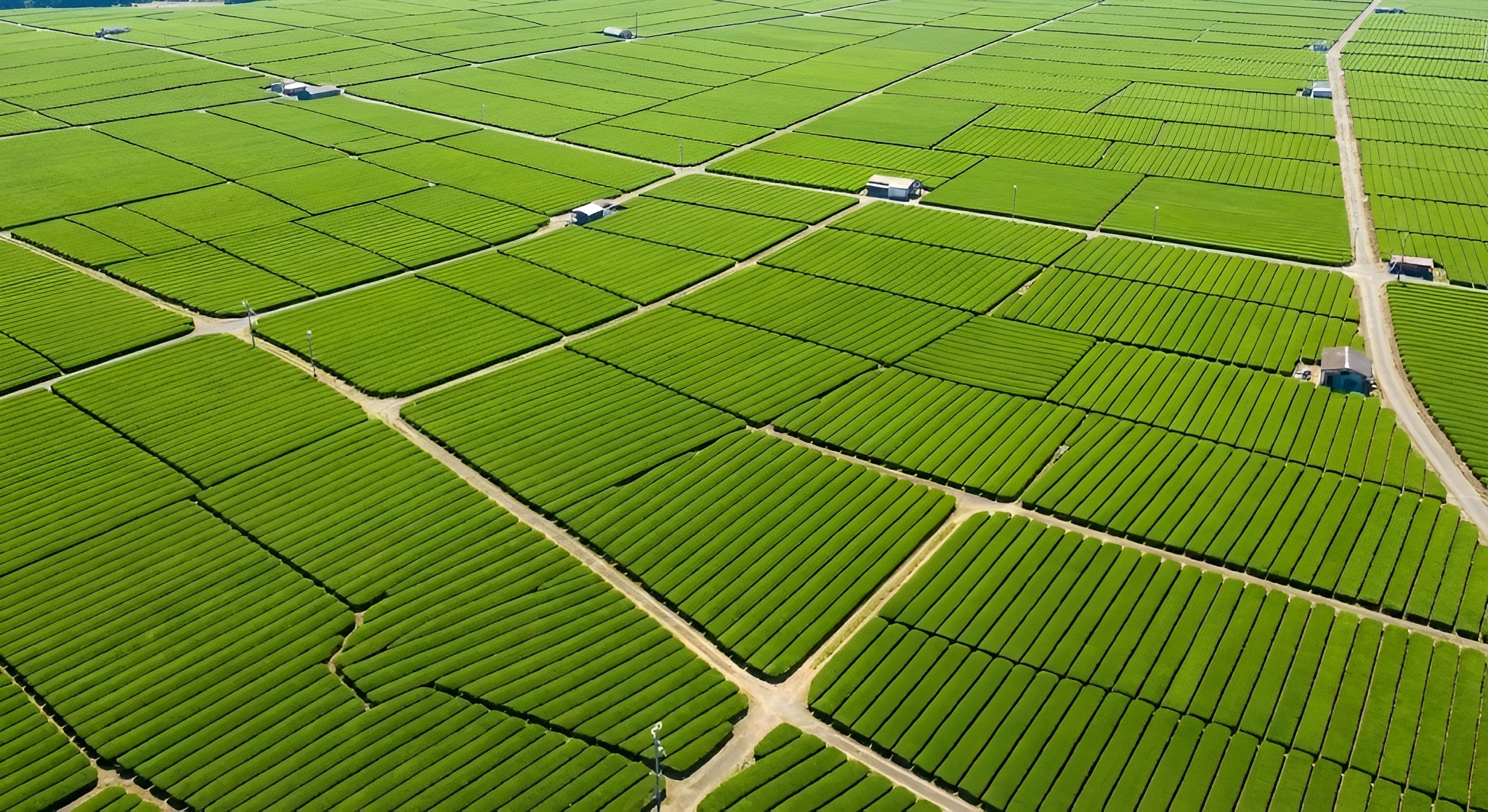Aerial view of the flat, endless tea rows of Makinohara Plateau under bright sun.