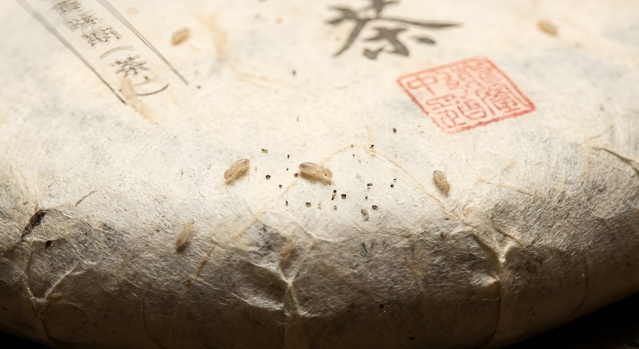 Macro shot of a pu-erh tea cake wrapper with tiny specks indicating book lice.