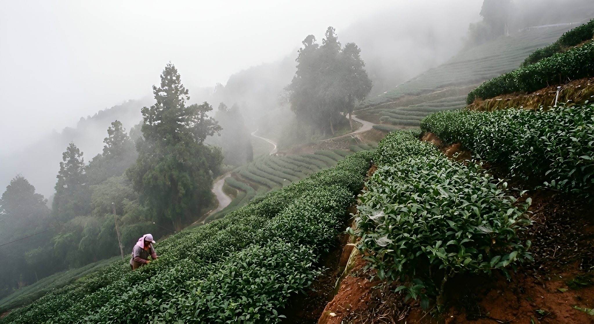 Qing Xin tea bushes growing on a steep, misty slope in Alishan, Taiwan.