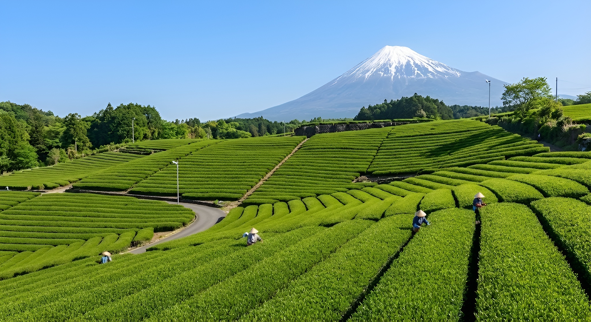 A sweeping view of green tea fields in Shizuoka with Mount Fuji in the background.