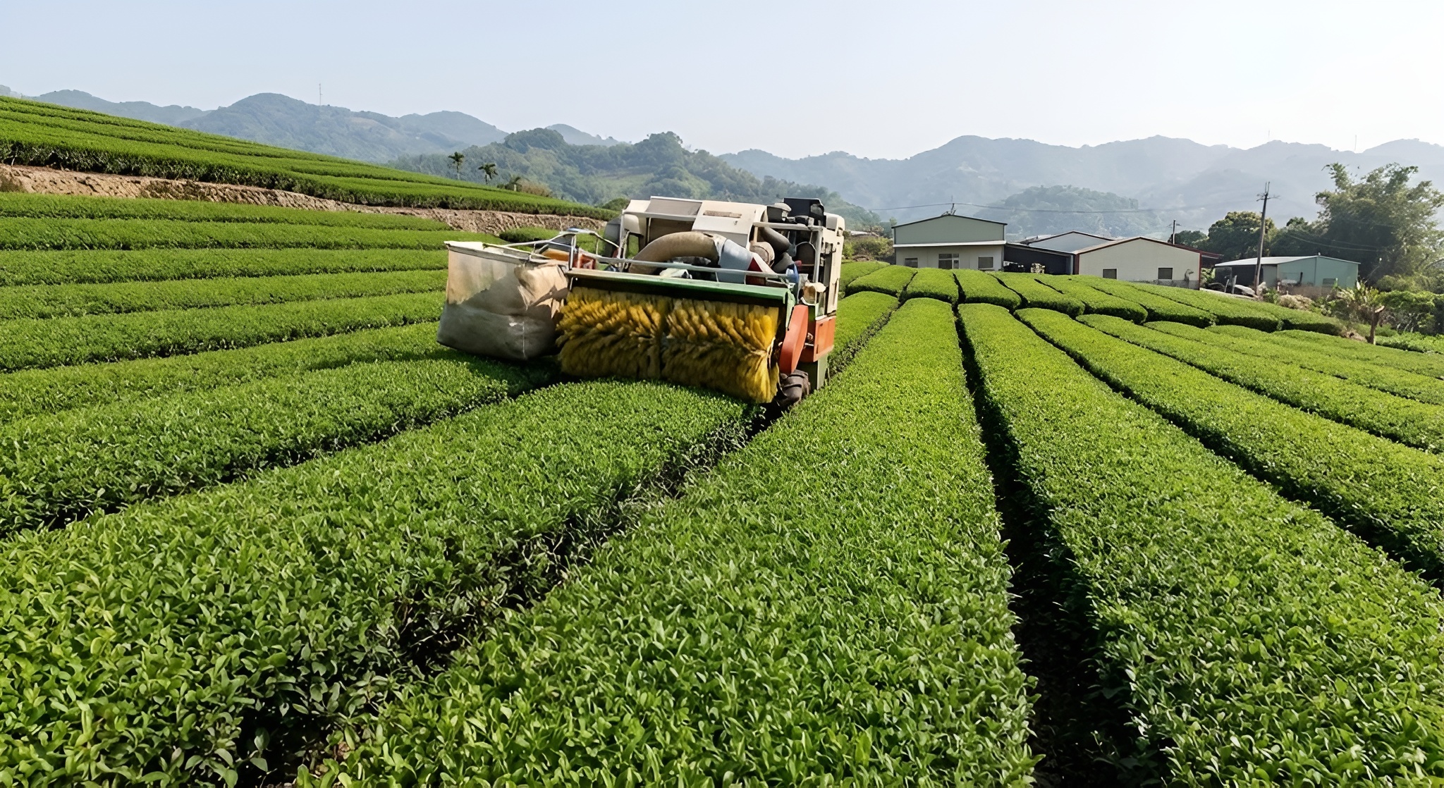 Machine-harvested Si Ji Chun tea fields in Mingjian, Taiwan.