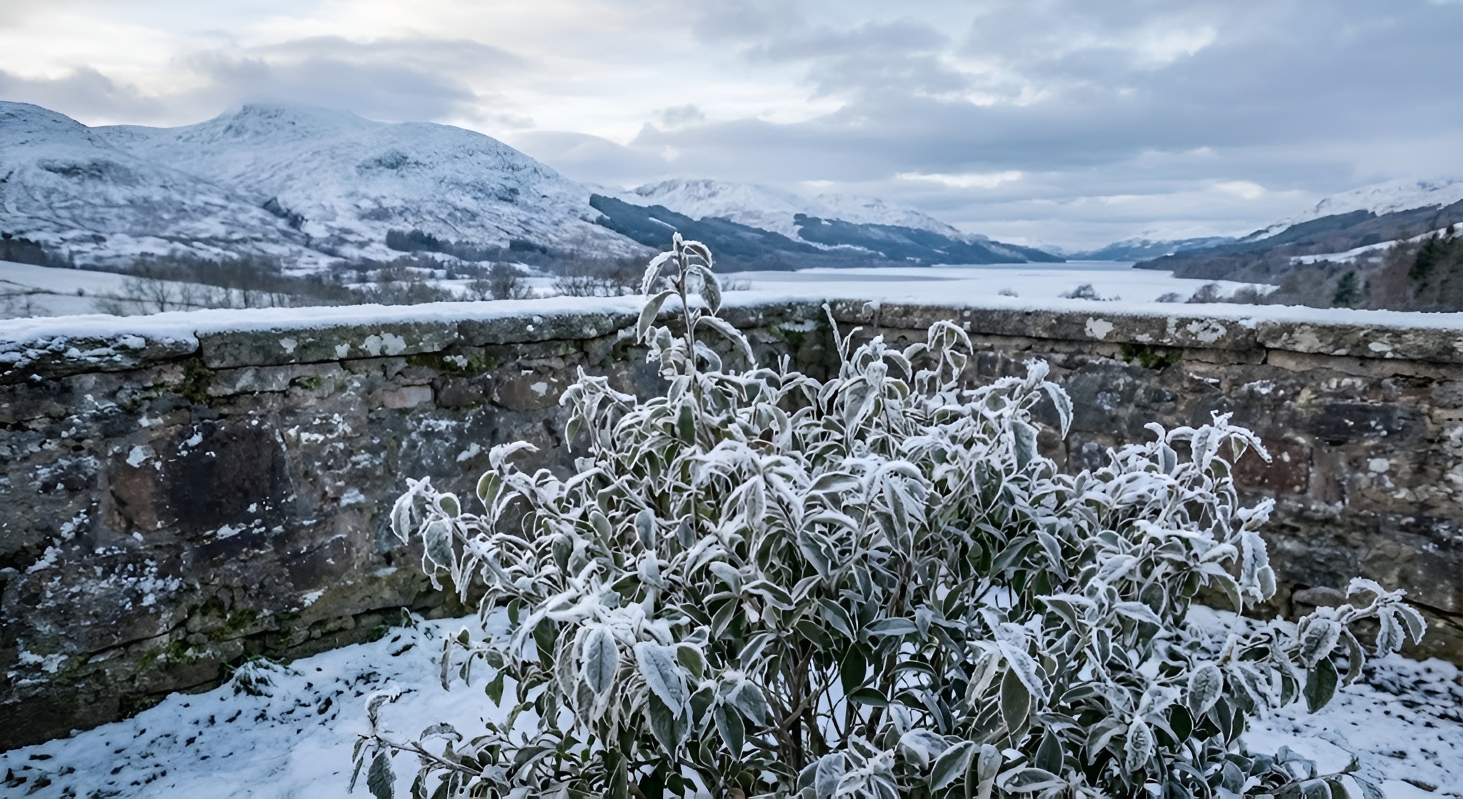 Frosty tea bush in a Scottish walled garden.