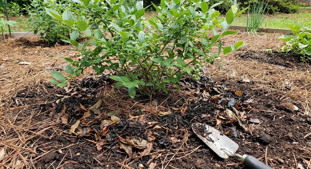used tea leaves scattered around base of blueberry plant as natural acidic fertilizer