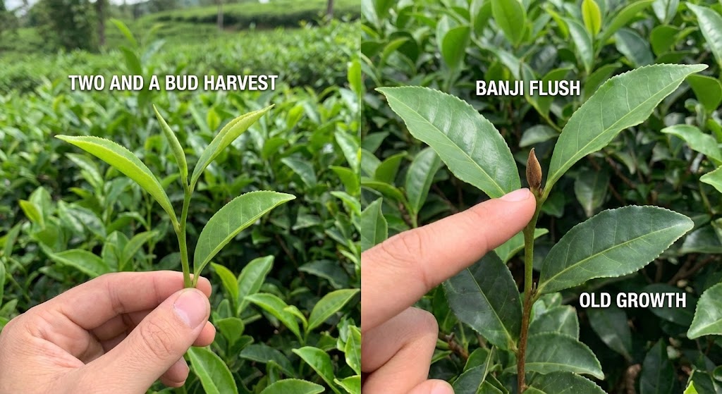 The art of identifying dormant buds (Banji) vs